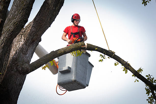 The Steps Involved in Our Tree Care Process in Millbourne, PA